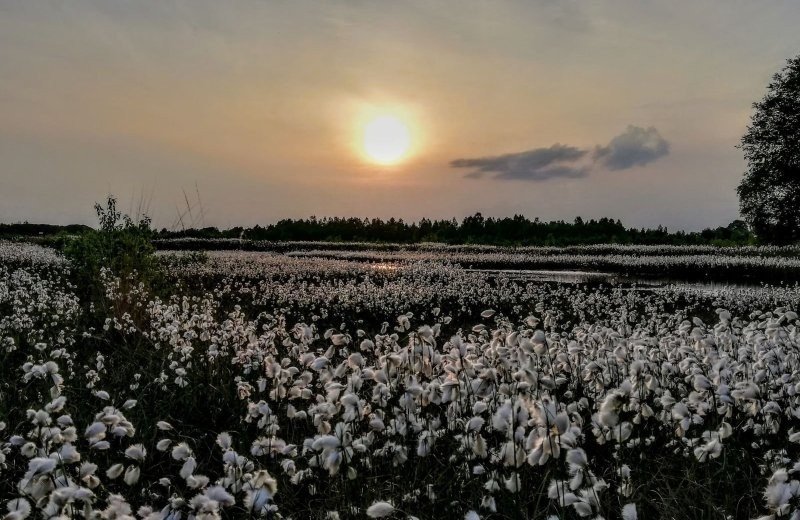 Natuurpark Bourtanger Moor